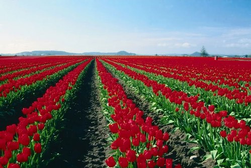 Ý nghĩa hoa tulip đỏ trong thiên nhiên